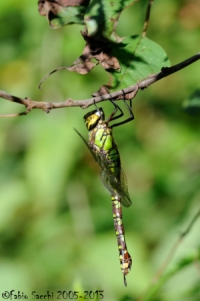 Scheda: Aeshna cyanea